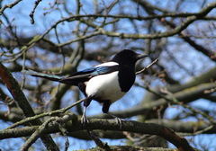 Pica pica