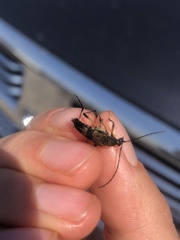 Etorofus obliteratus