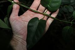 Vincetoxicum polyanthum