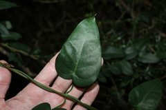 Vincetoxicum polyanthum