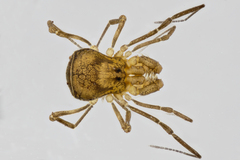 Theromaster brunnea
