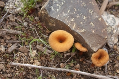 Melanomphalia omphaliopsis
