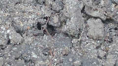 Ponera pennsylvanica