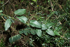 Vincetoxicum polyanthum