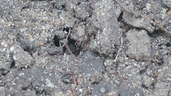 Ponera pennsylvanica