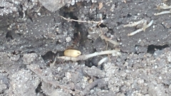 Ponera pennsylvanica