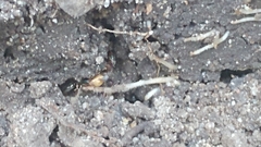 Ponera pennsylvanica