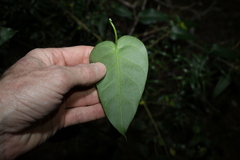 Vincetoxicum polyanthum