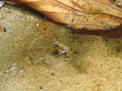 Colostethus inguinalis