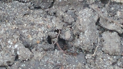 Ponera pennsylvanica