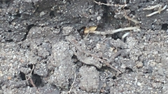 Ponera pennsylvanica