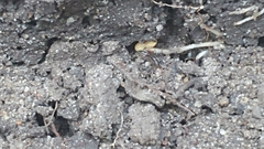 Ponera pennsylvanica