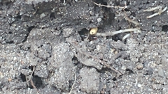 Ponera pennsylvanica