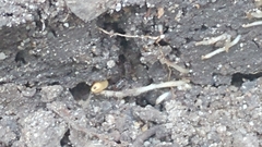 Ponera pennsylvanica