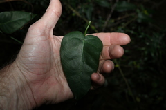 Vincetoxicum polyanthum