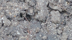 Ponera pennsylvanica