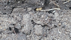 Ponera pennsylvanica