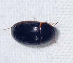Cymbiodyta bifidus