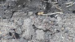 Ponera pennsylvanica