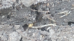 Ponera pennsylvanica