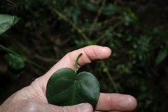 Vincetoxicum polyanthum