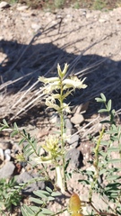 Astragalus pattersonii