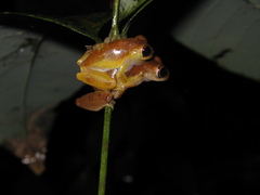 Dendropsophus xapuriensis