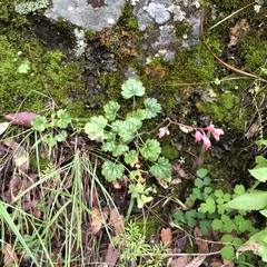Heuchera sanguinea