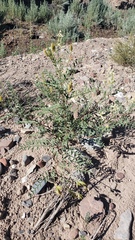 Astragalus pattersonii