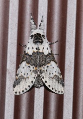 Furcula borealis