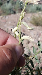 Astragalus pattersonii