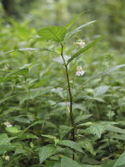Impatiens hypophylla