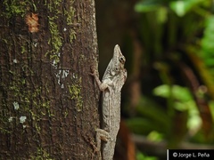 Anolis sulcifrons