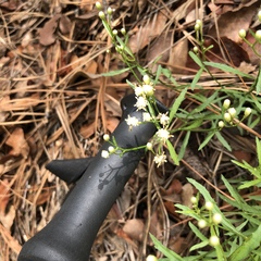 Baccharis thesioides
