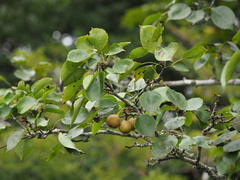 Pyrus pyrifolia