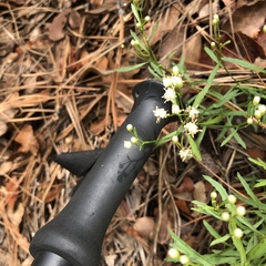 Baccharis thesioides