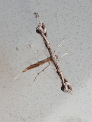 Paraplatyptilia auriga