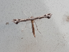 Paraplatyptilia auriga
