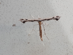 Paraplatyptilia auriga