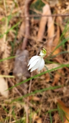 Caladenia catenata