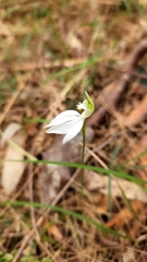 Caladenia catenata