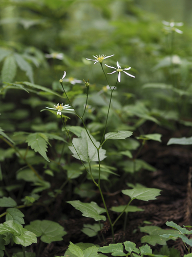 Aster miquelianus iNat (1)