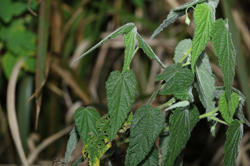 Abutilon oxycarpum (Abutilon oxycarpum)