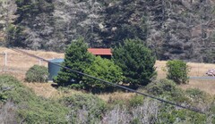 Pinus contorta contorta