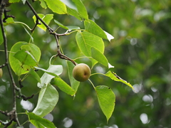Pyrus pyrifolia