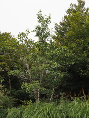 Pyrus pyrifolia