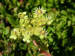 Sempervivum wulfenii