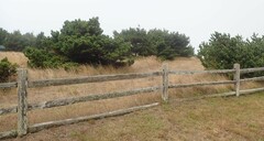 Pinus contorta contorta