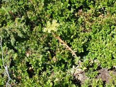 Sempervivum wulfenii