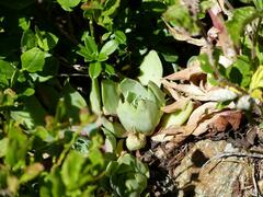 Sempervivum wulfenii